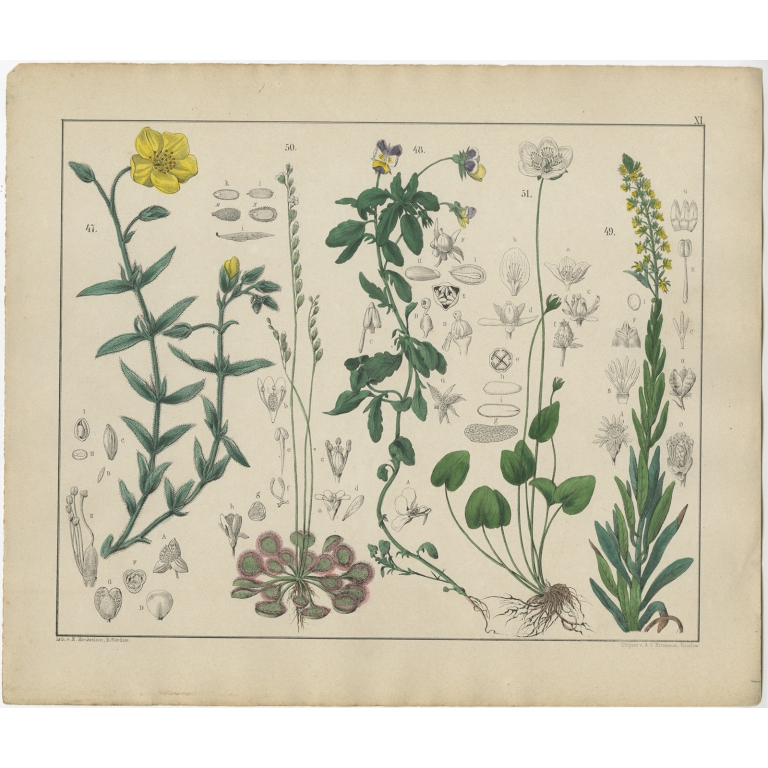 Pl. 11 Antique Botany Print of various Plants by Oudemans (c.1872)