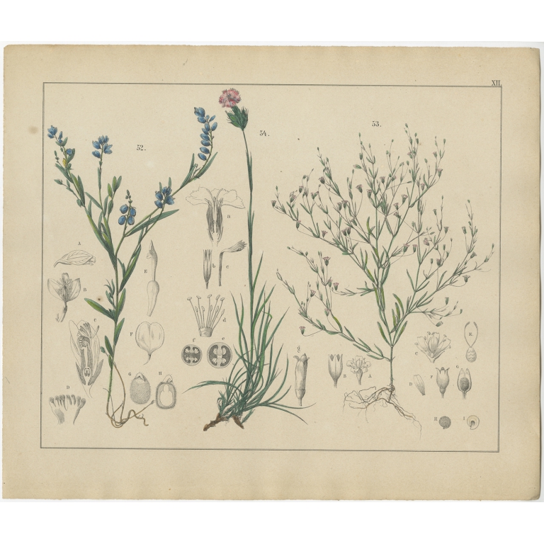 Pl. 12 Antique Botany Print of various Plants by Oudemans (c.1872)