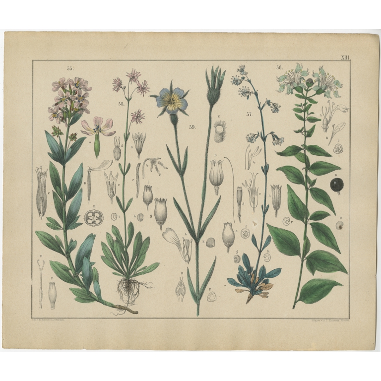 Pl. 13 Antique Botany Print of various Plants by Oudemans (c.1872)