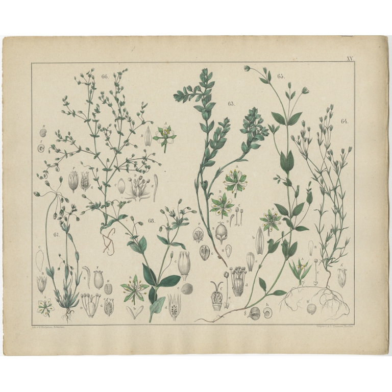 Pl. 15 Antique Botany Print of various Plants by Oudemans (c.1872)