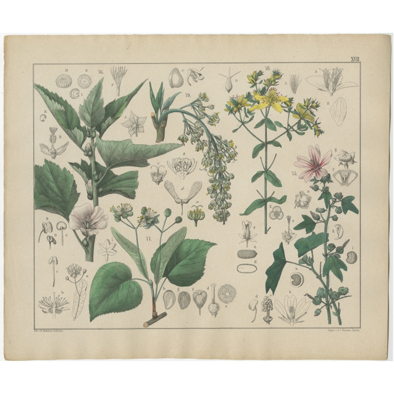 Pl. 17 Antique Botany Print of various Plants by Oudemans (c.1872)