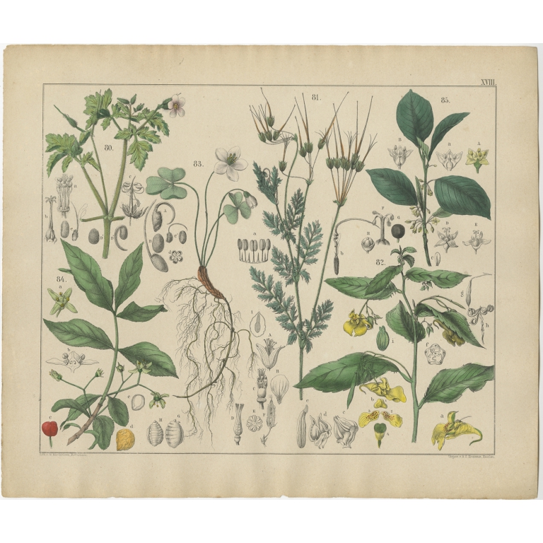 Pl. 18 Antique Botany Print of various Plants by Oudemans (c.1872)