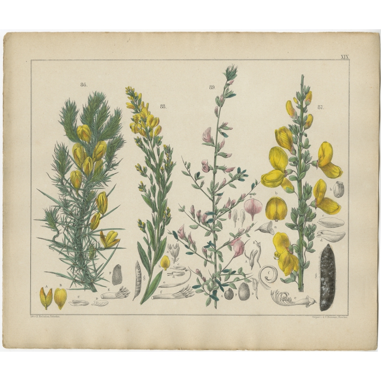 Pl. 19 Antique Botany Print of various Plants by Oudemans (c.1872)