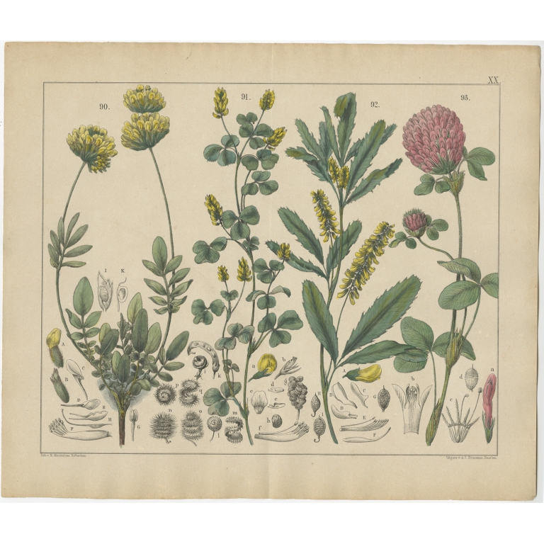 Pl. 20 Antique Botany Print of various Plants by Oudemans (c.1872)