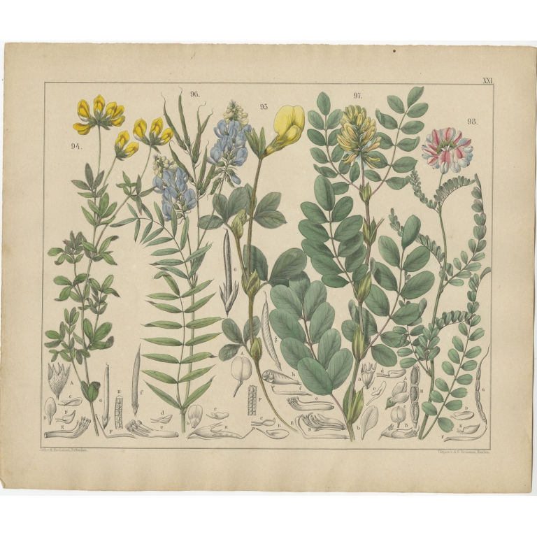 Pl. 21 Antique Botany Print of various Plants by Oudemans (c.1872)