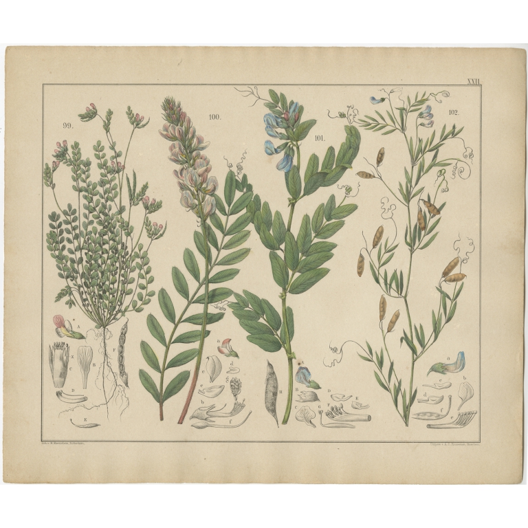 Pl. 22 Antique Botany Print of various Plants by Oudemans (c.1872)