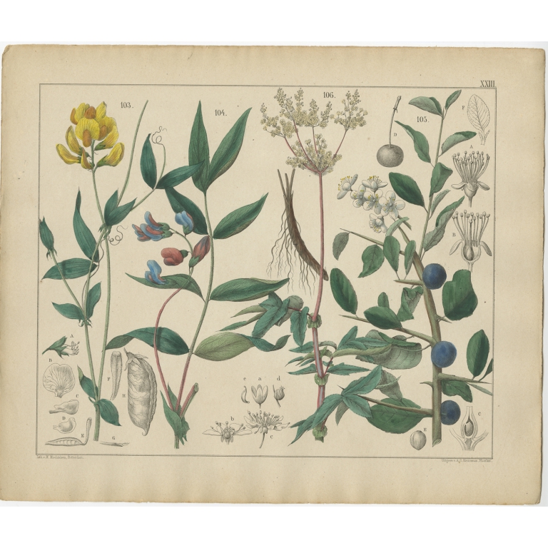 Pl. 23 Antique Botany Print of various Plants by Oudemans (c.1872)