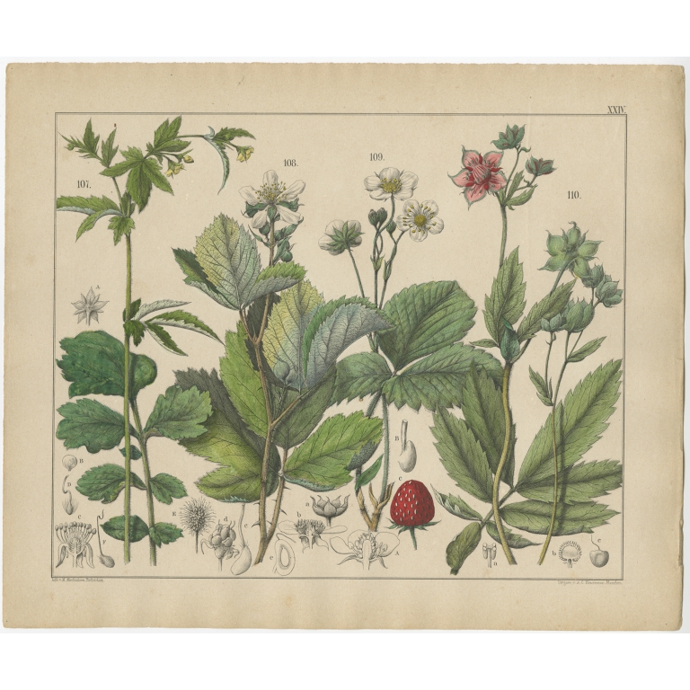 Pl. 24 Antique Botany Print of various Plants by Oudemans (c.1872)