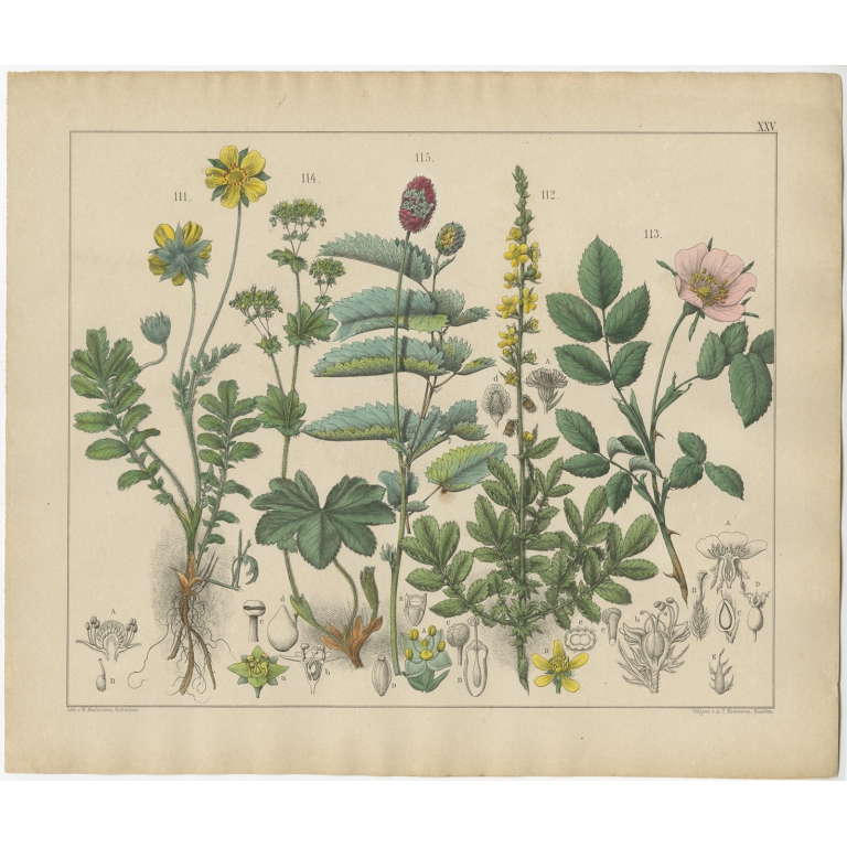 Pl. 25 Antique Botany Print of various Plants by Oudemans (c.1872)