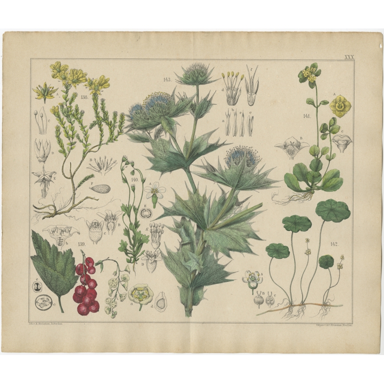 Pl. 30 Antique Botany Print of various Plants by Oudemans (c.1872)