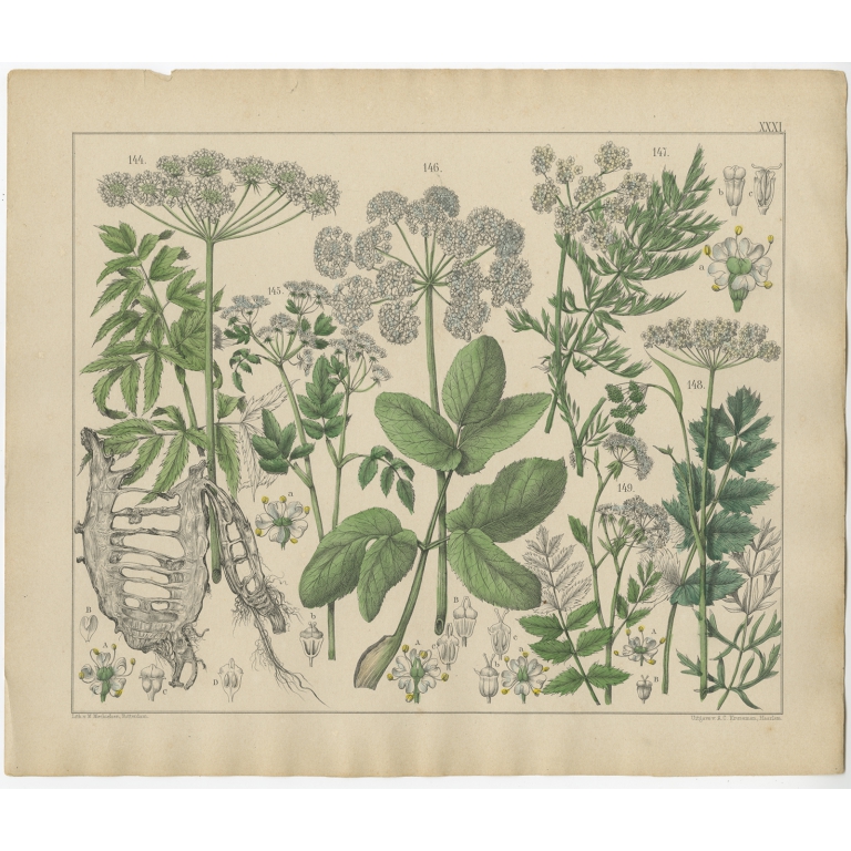 Pl. 31 Antique Botany Print of various Plants by Oudemans (c.1872)