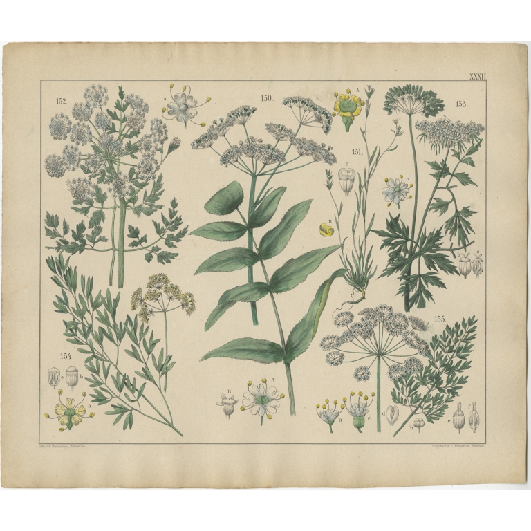 Pl. 32 Antique Botany Print of various Plants by Oudemans (c.1872)