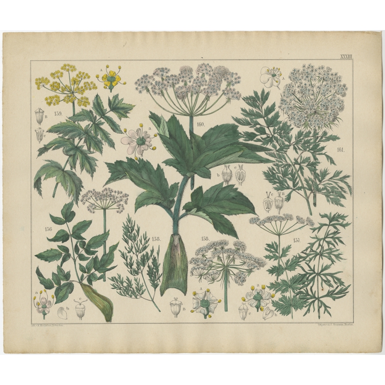 Pl. 33 Antique Botany Print of various Plants by Oudemans (c.1872)