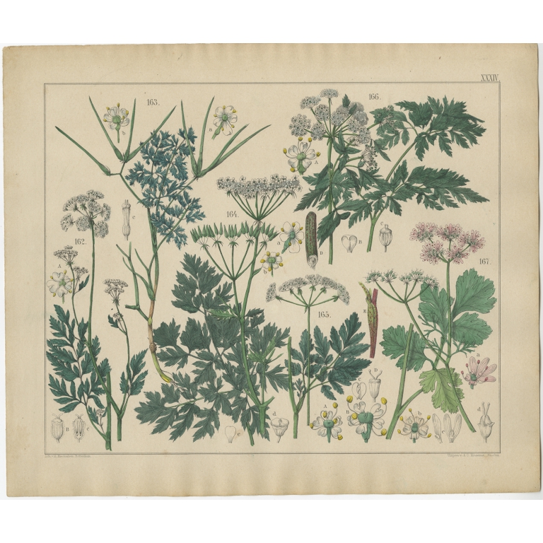 Pl. 34 Antique Botany Print of various Plants by Oudemans (c.1872)