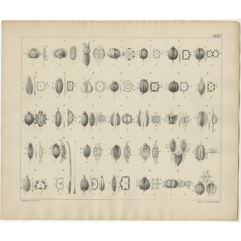 Pl. 34a Antique Botany Print of various Plants by Oudemans (c.1872)
