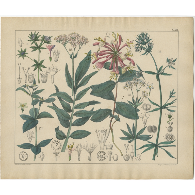 Pl. 36 Antique Botany Print of various Plants by Oudemans (c.1872)