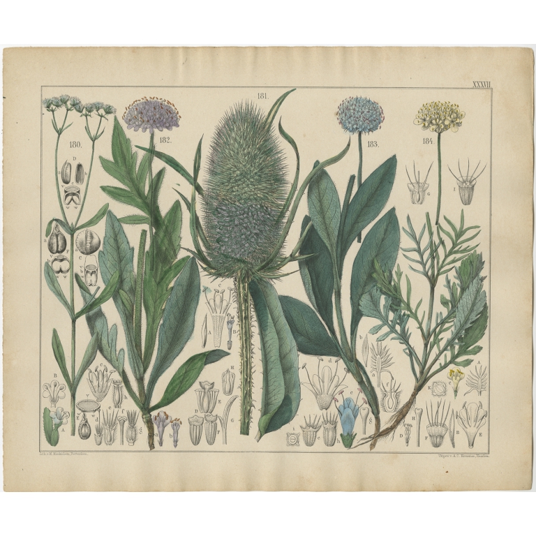 Pl. 37 Antique Botany Print of various Plants by Oudemans (c.1872)