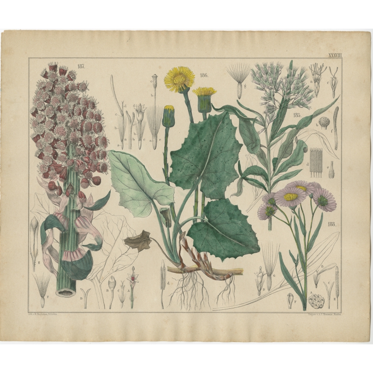 Pl. 38 Antique Botany Print of various Plants by Oudemans (c.1872)