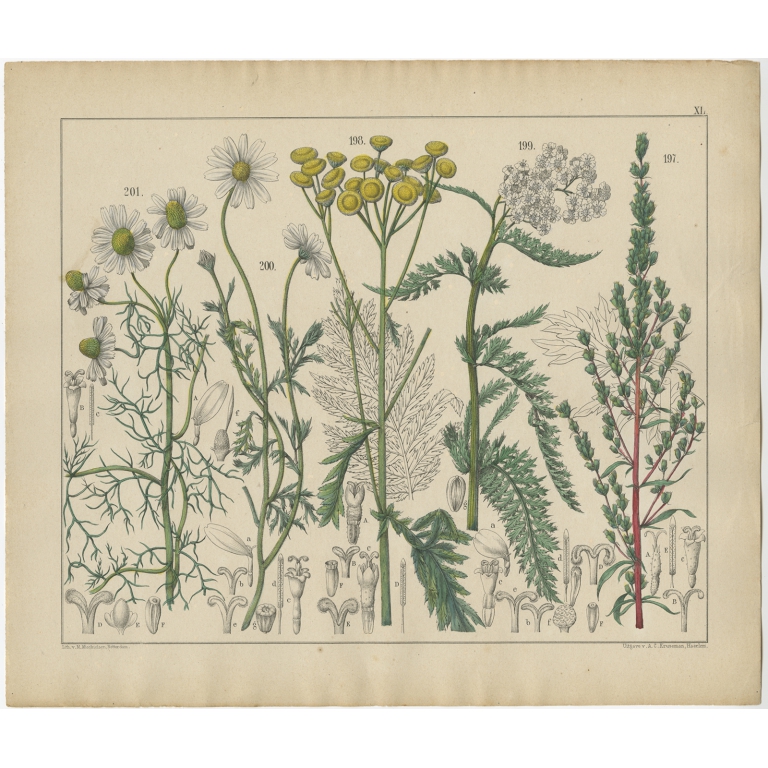 Pl. 40 Antique Botany Print of various Plants by Oudemans (c.1872)