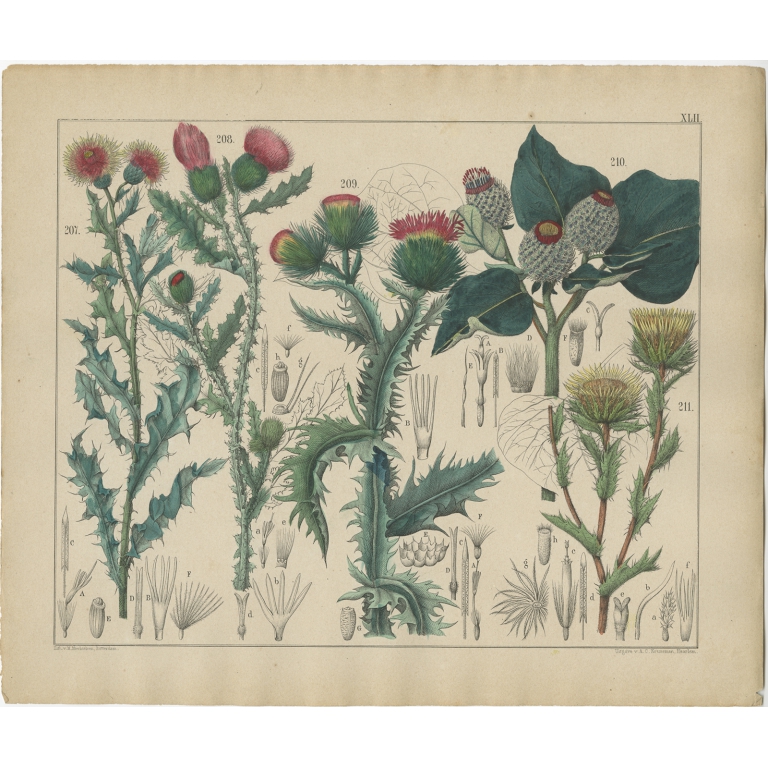 Pl. 42 Antique Botany Print of various Plants by Oudemans (c.1872)