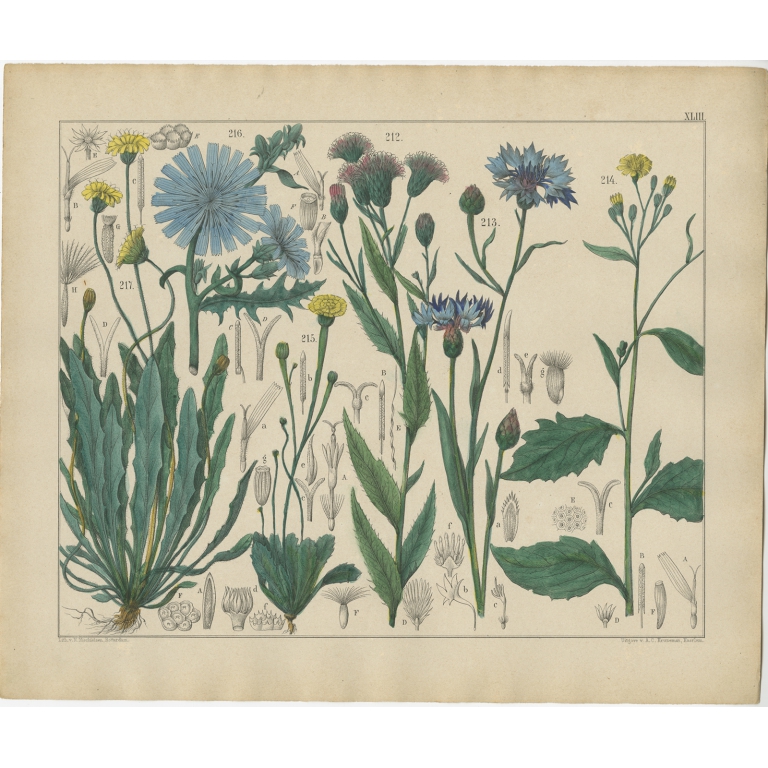 Pl. 43 Antique Botany Print of various Plants by Oudemans (c.1872)