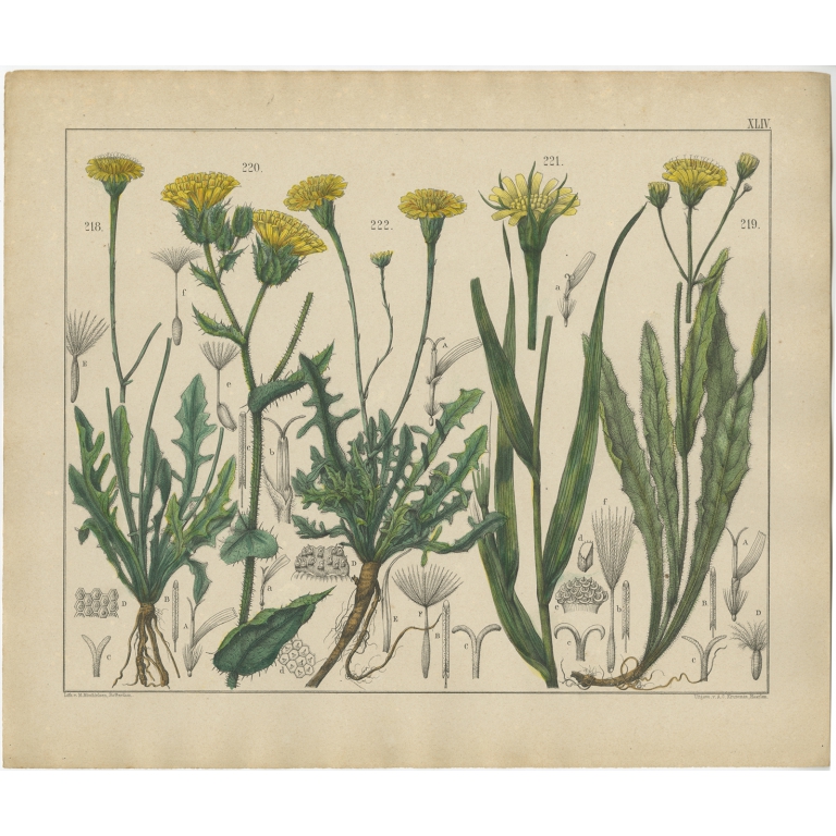 Pl. 44 Antique Botany Print of various Plants by Oudemans (c.1872)
