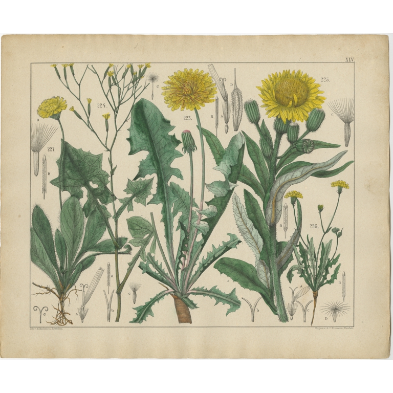 Pl. 45 Antique Botany Print of various Plants by Oudemans (c.1872)
