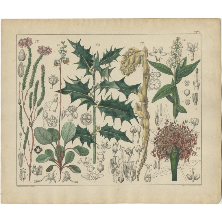 Pl. 47 Antique Botany Print of various Plants by Oudemans (c.1872)