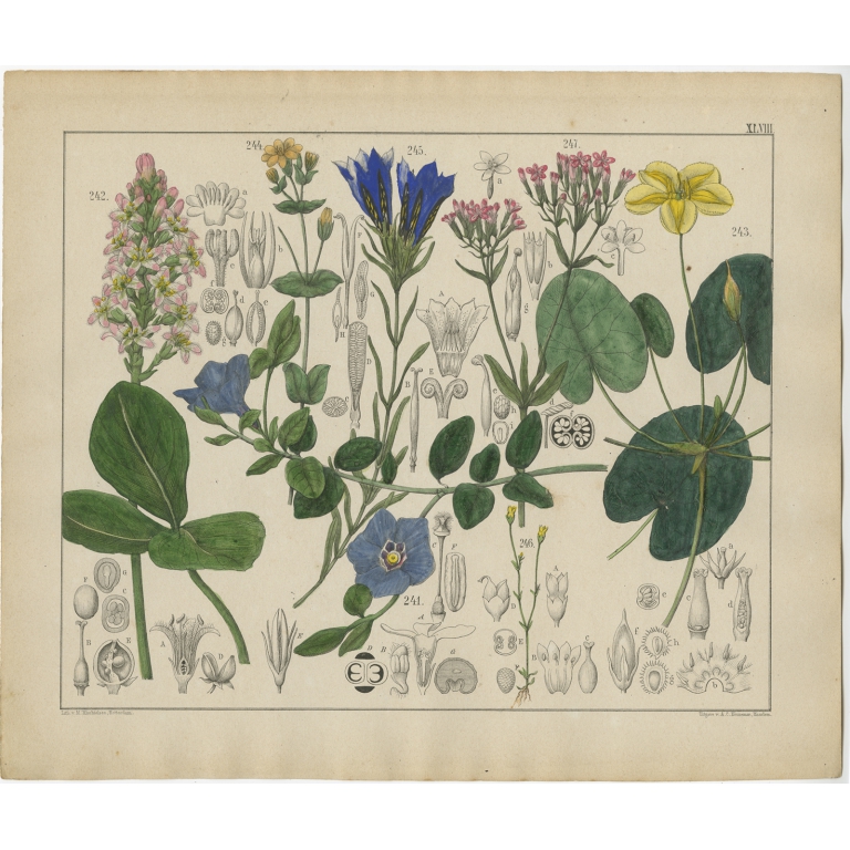 Pl. 48 Antique Botany Print of various Plants by Oudemans (c.1872)