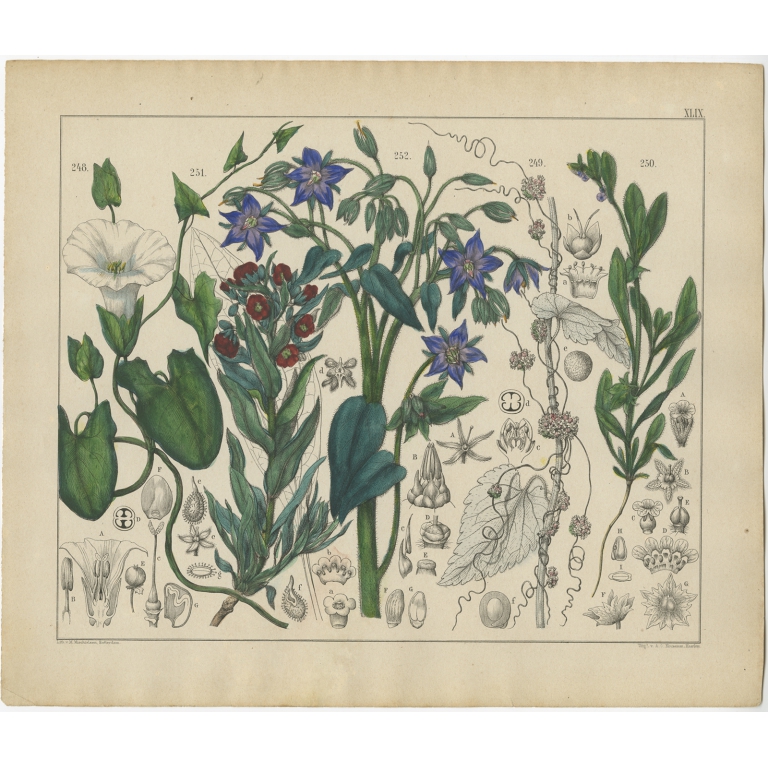 Pl. 49 Antique Botany Print of various Plants by Oudemans (c.1872)