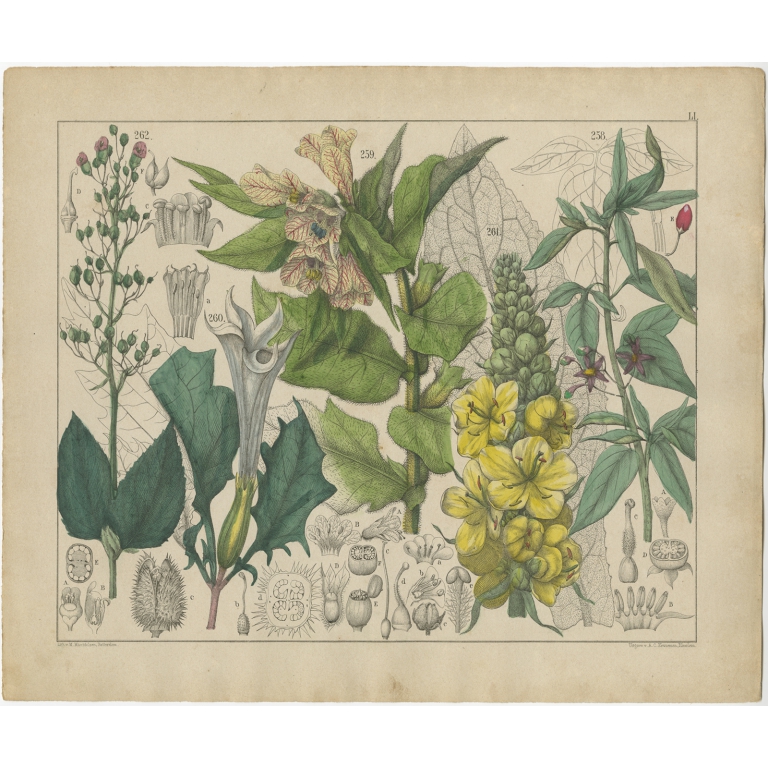 Pl. 51 Antique Botany Print of various Plants by Oudemans (c.1872)