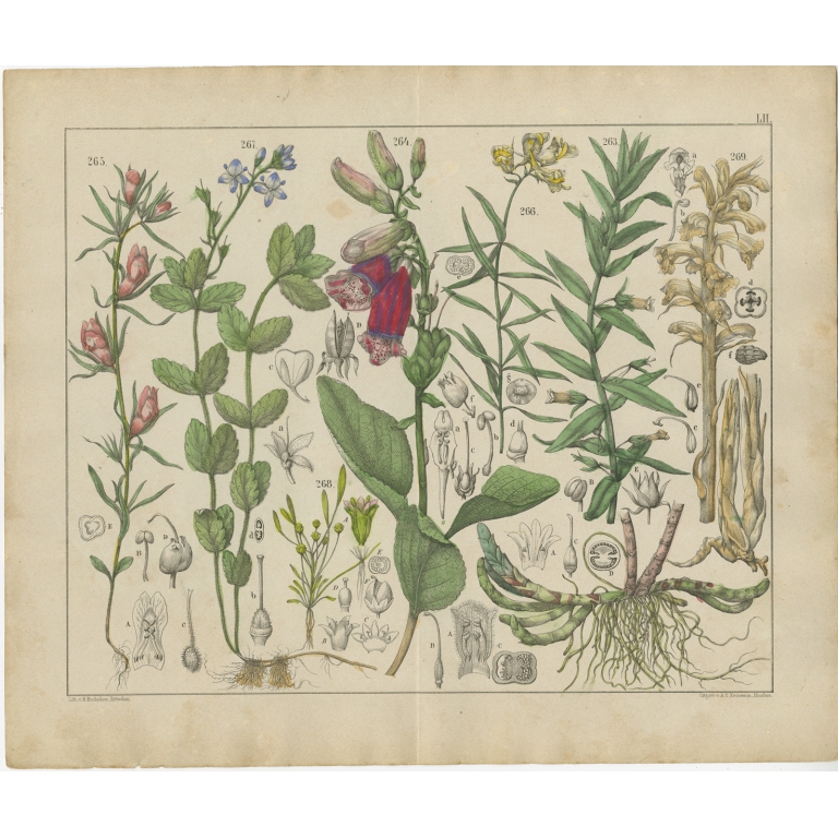 Pl. 52 Antique Botany Print of various Plants by Oudemans (c.1872)