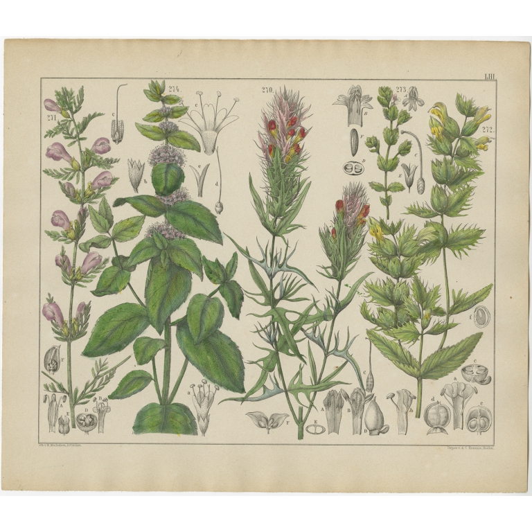 Pl. 53 Antique Botany Print of various Plants by Oudemans (c.1872)