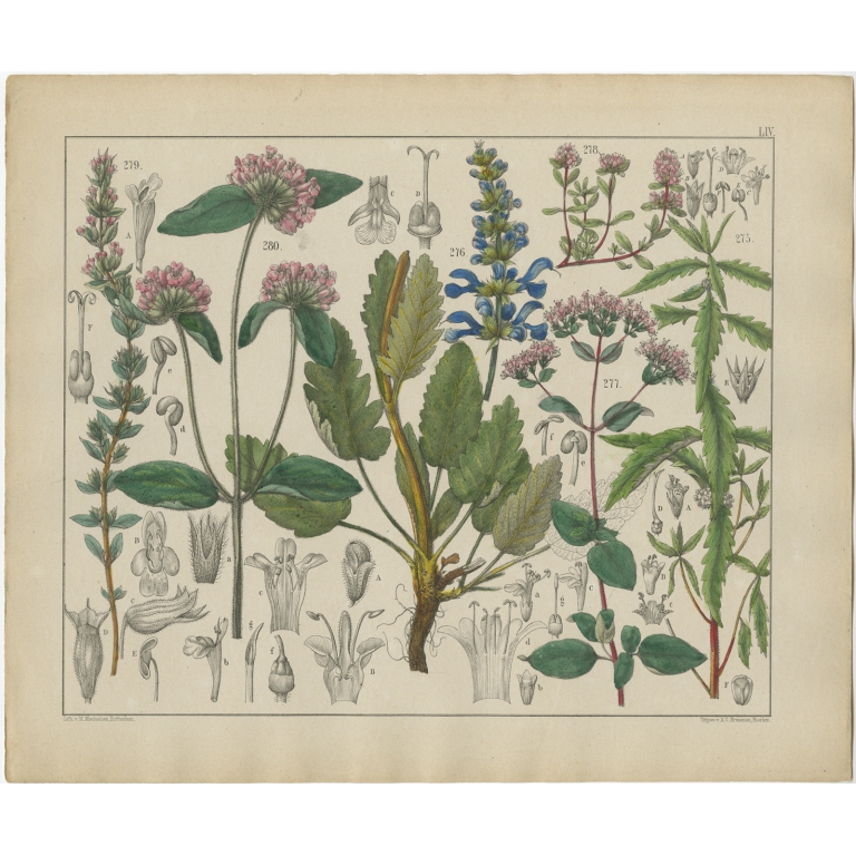 Pl. 54 Antique Botany Print of various Plants by Oudemans (c.1872)