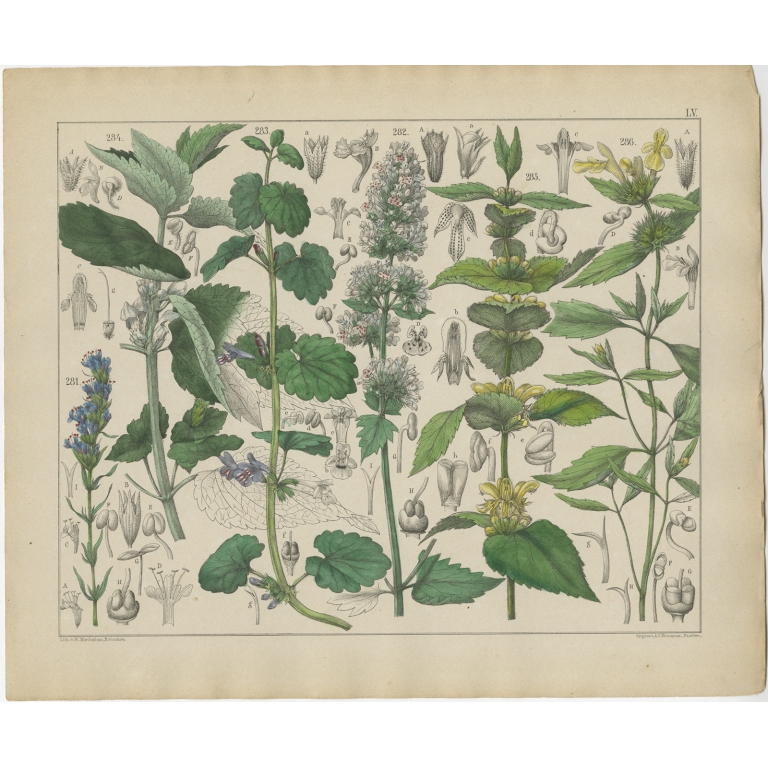 Pl. 55 Antique Botany Print of various Plants by Oudemans (c.1872)