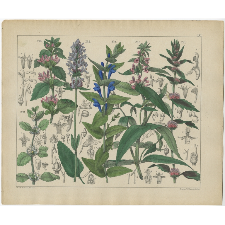Pl. 56 Antique Botany Print of various Plants by Oudemans (c.1872)