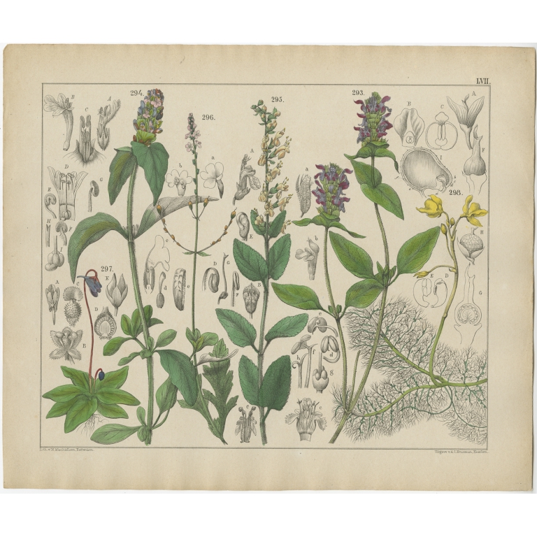 Pl. 57 Antique Botany Print of various Plants by Oudemans (c.1872)