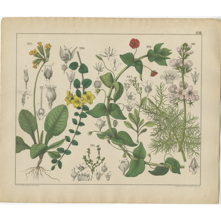 Pl. 58 Antique Botany Print of various Plants by Oudemans (c.1872)