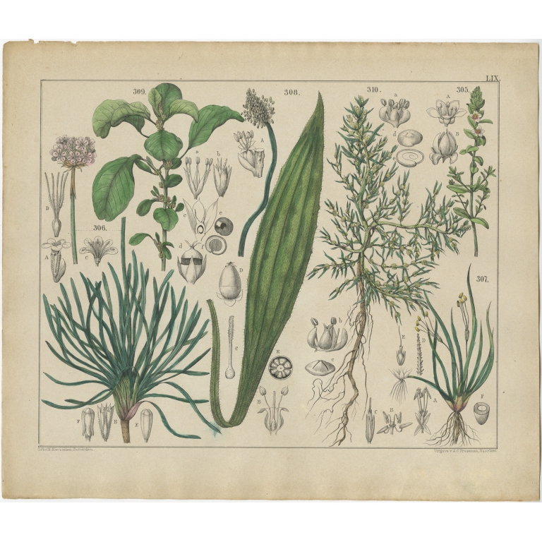Pl. 59 Antique Botany Print of various Plants by Oudemans (c.1872)