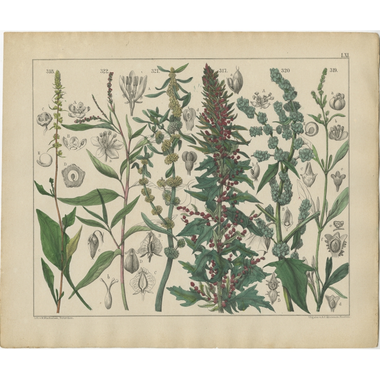 Pl. 61 Antique Botany Print of various Plants by Oudemans (c.1872)
