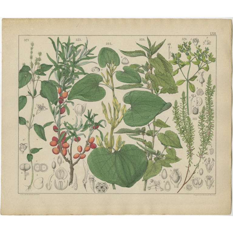 Pl. 62 Antique Botany Print of various Plants by Oudemans (c.1872)