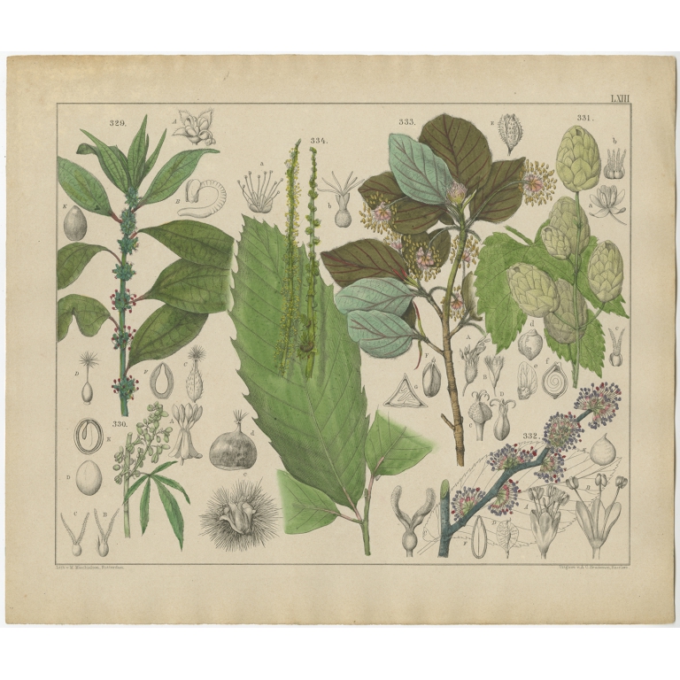 Pl. 63 Antique Botany Print of various Plants by Oudemans (c.1872)