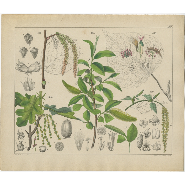 Pl. 64 Antique Botany Print of various Plants by Oudemans (c.1872)
