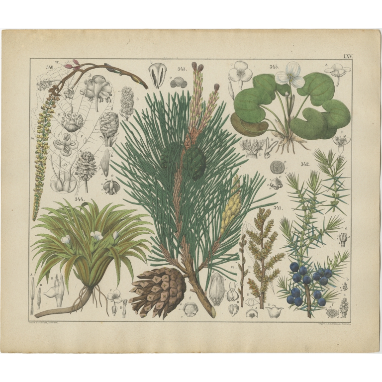 Pl. 65 Antique Botany Print of various Plants by Oudemans (c.1872)