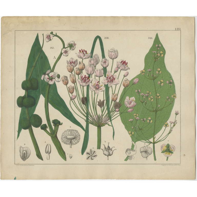 Pl. 66 Antique Botany Print of various Plants by Oudemans (c.1872)