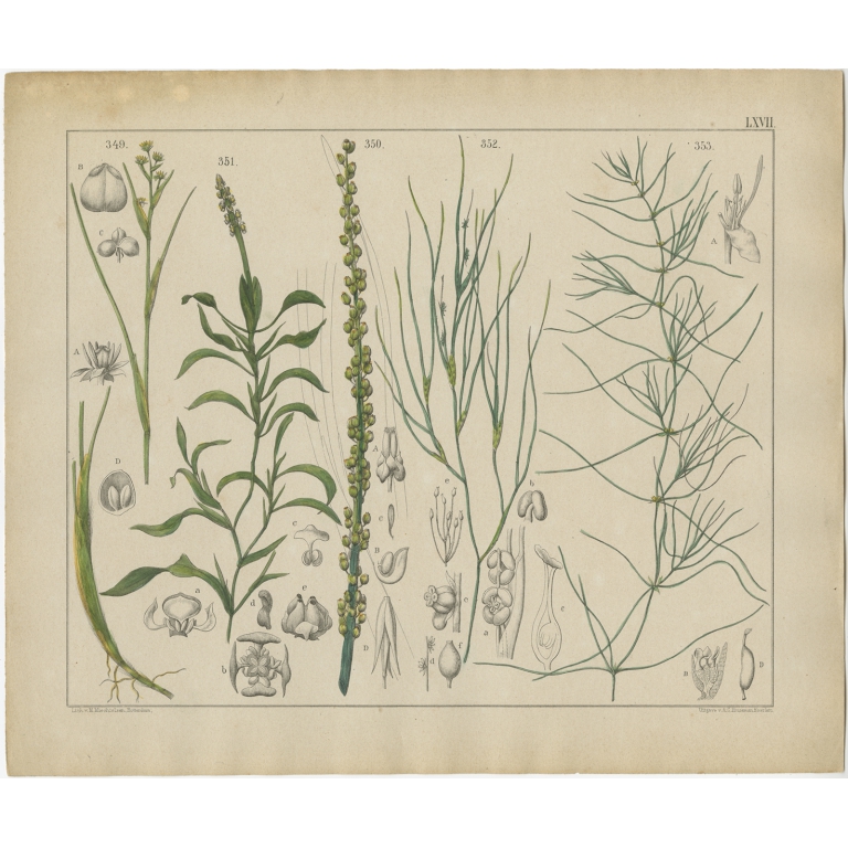 Pl. 67 Antique Botany Print of various Plants by Oudemans (c.1872)