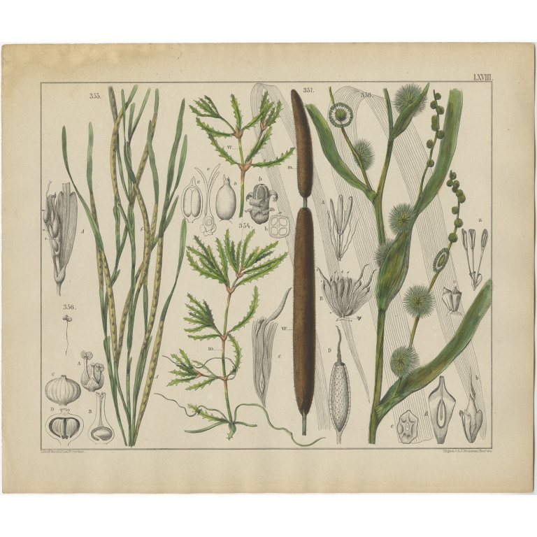 Pl. 68 Antique Botany Print of various Plants by Oudemans (c.1872)