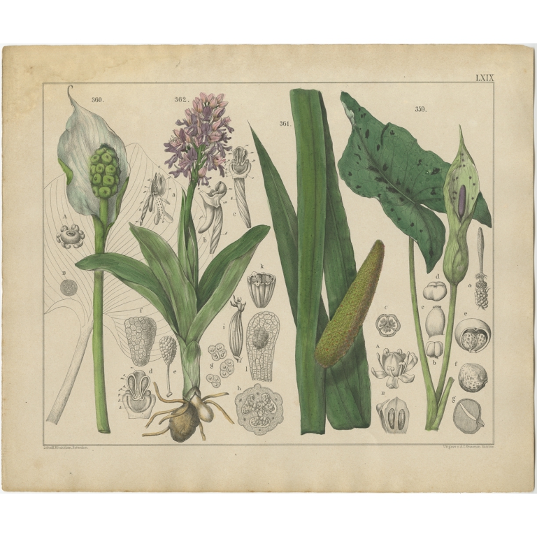 Pl. 69 Antique Botany Print of various Plants by Oudemans (c.1872)