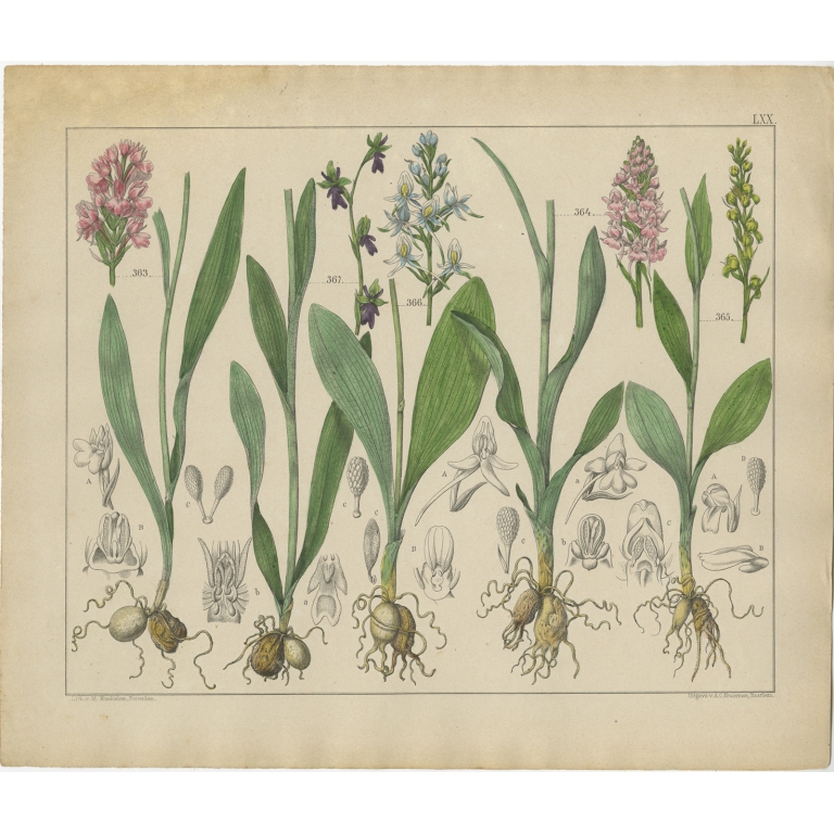 Pl. 70 Antique Botany Print of various Plants by Oudemans (c.1872)