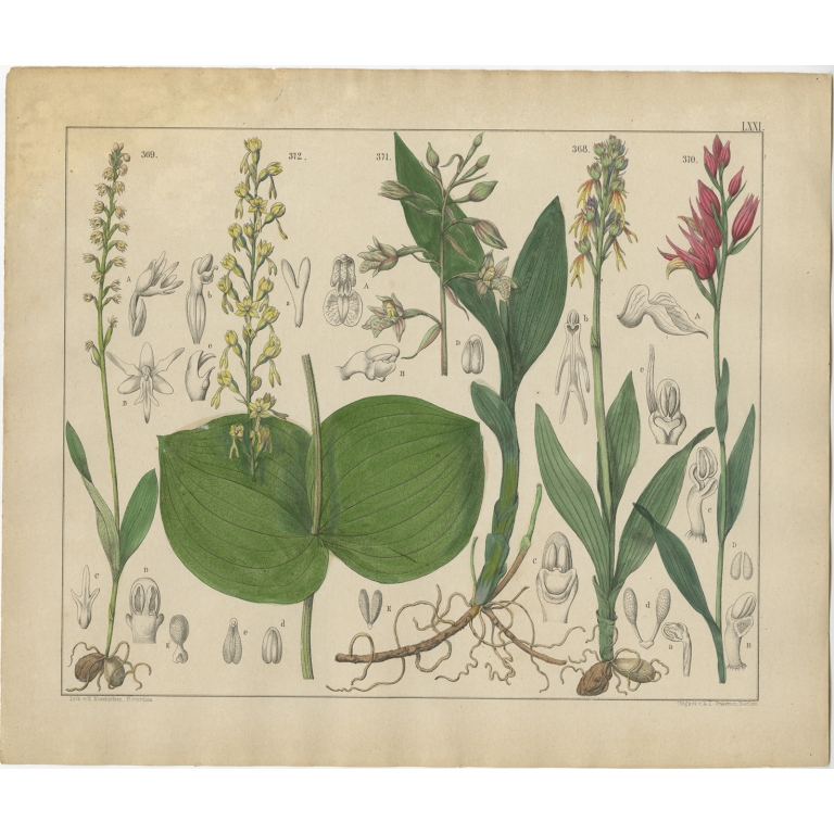 Pl. 71 Antique Botany Print of various Plants by Oudemans (c.1872)